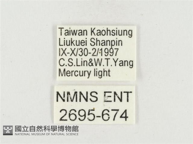 小白紋毒蛾藏品圖，第3張