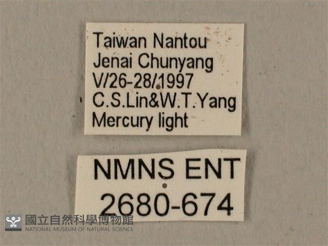 全緣缺角天蛾藏品圖，第3張