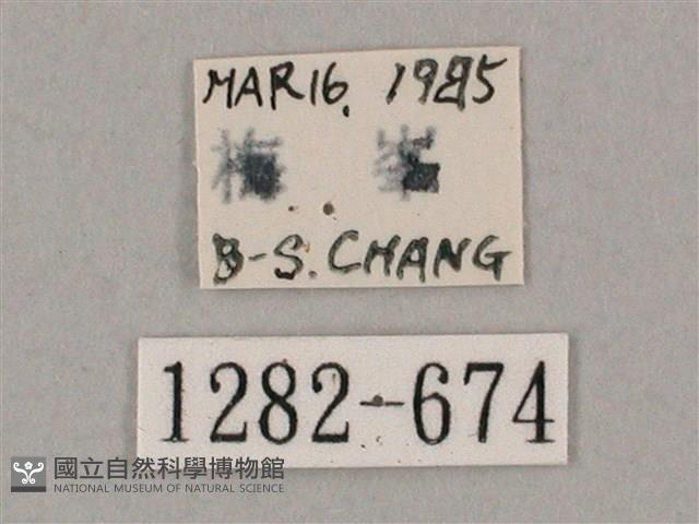 井上氏絨毛天蛾藏品圖，第3張