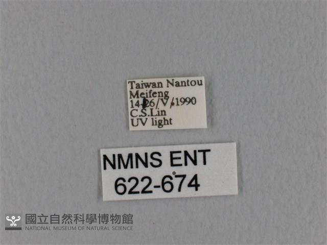 隱波紋枯葉蛾藏品圖，第3張