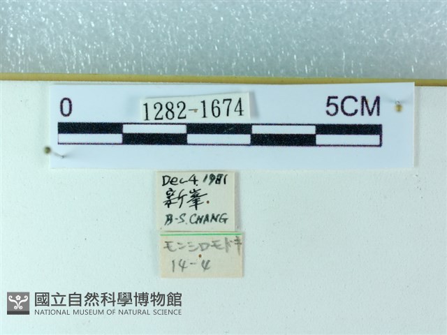 粉蝶燈蛾藏品圖，第3張