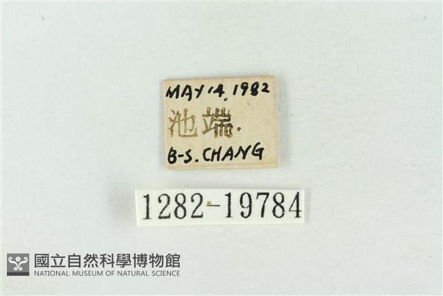 臺洒波紋蛾藏品圖，第3張