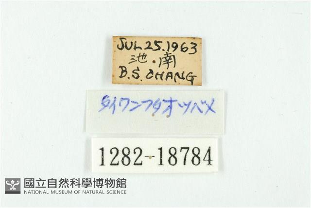 虎灰蝶藏品圖，第3張