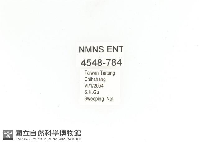 金艷騷金龜藏品圖，第2張