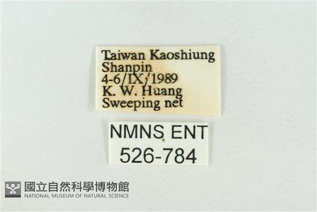 基褐綠刺蛾藏品圖，第3張
