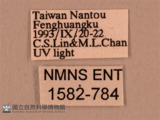 直翅六點天蛾藏品圖，第3張