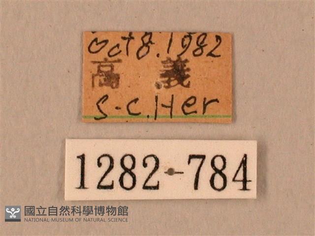 棕綠背線天蛾藏品圖，第3張