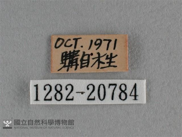 臺灣榿翠灰蝶藏品圖，第3張