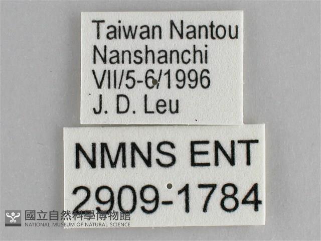 鋸粉蝶藏品圖，第3張