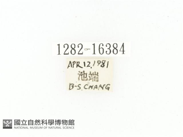 黑斑陷紋金龜藏品圖，第2張