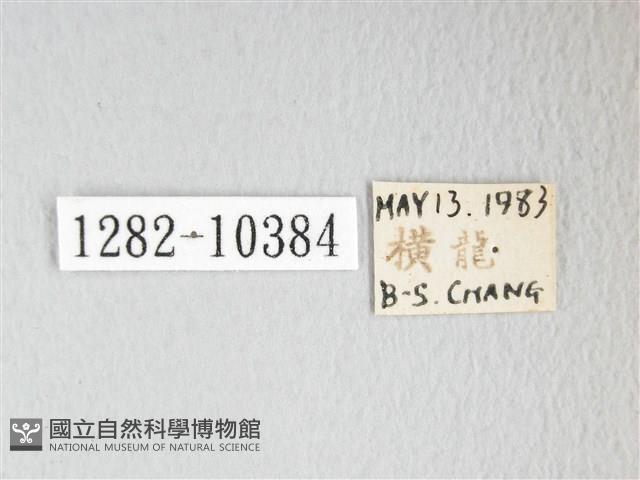 圓翅大鉤蛾藏品圖，第3張