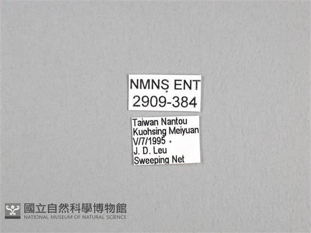 劍鳳蝶藏品圖，第3張