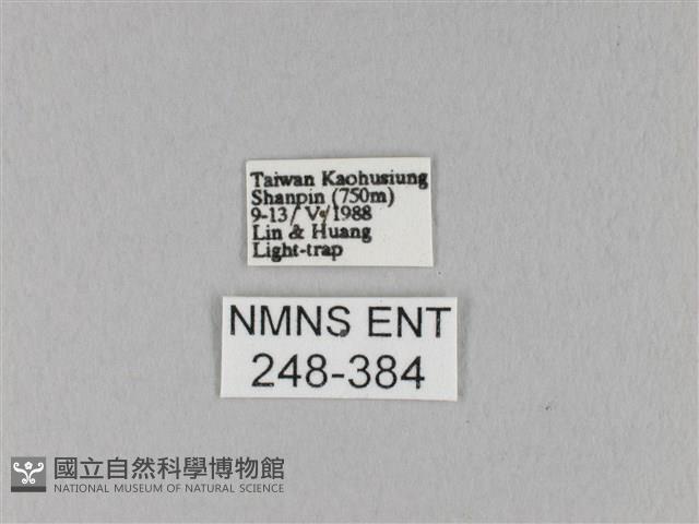 馬尾松枯葉蛾藏品圖，第3張