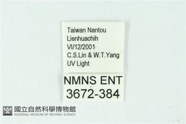 三條橙燈蛾藏品圖，第3張