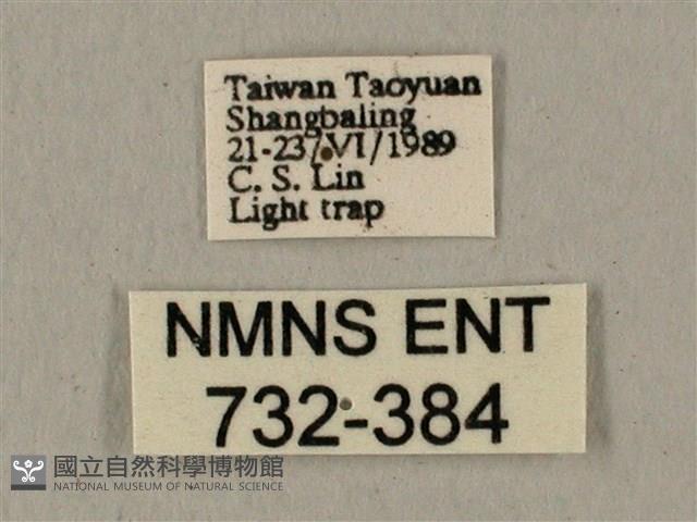 半緣缺角天蛾藏品圖，第3張