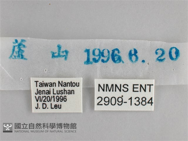 大幽眼蝶藏品圖，第3張