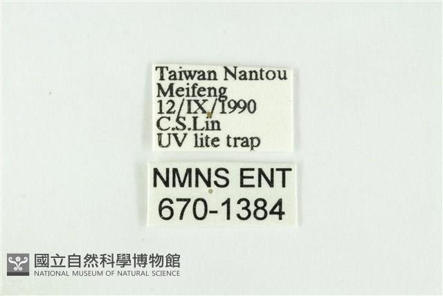 寬紋黃毒蛾藏品圖，第3張