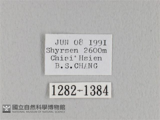 褐斜帶枯葉蛾藏品圖，第3張