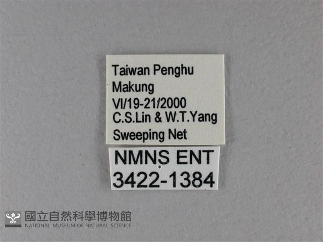 黑星弄蝶藏品圖，第3張