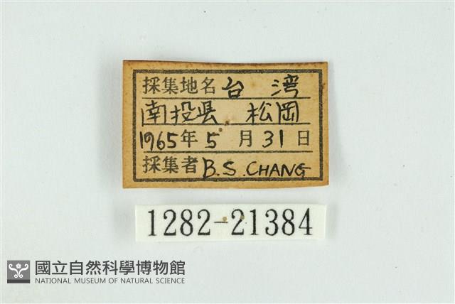 白腹青灰蝶藏品圖，第3張