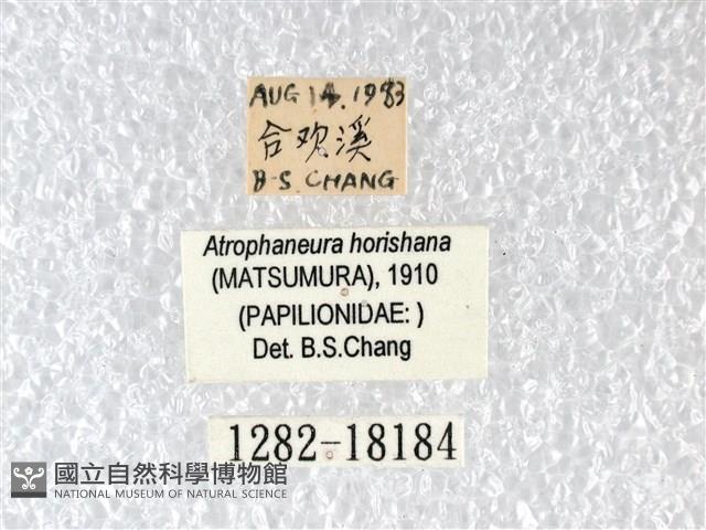 臺灣寬尾鳳蝶藏品圖，第3張