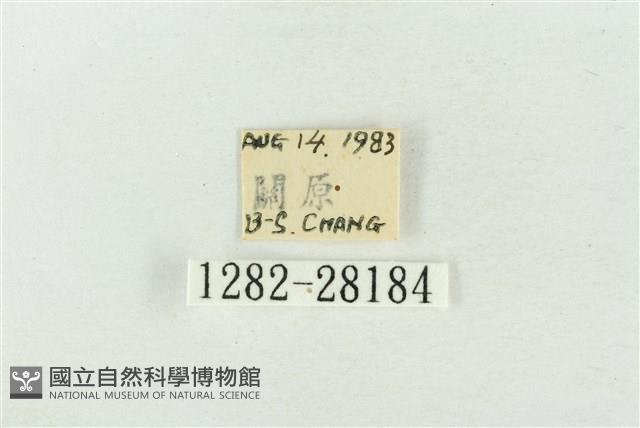 印華波紋蛾藏品圖，第3張