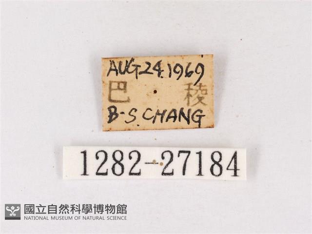 閃灰蝶藏品圖，第3張