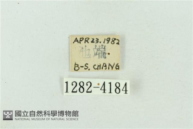 菊池污燈蛾藏品圖，第3張