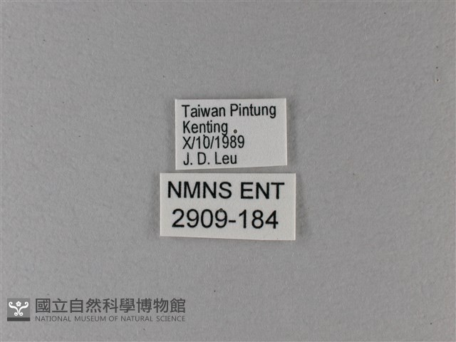 大白斑蝶藏品圖，第3張