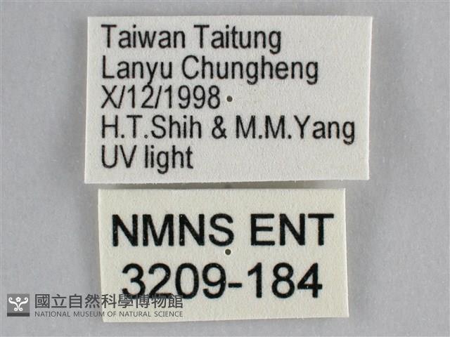 一點擬燈蛾藏品圖，第3張