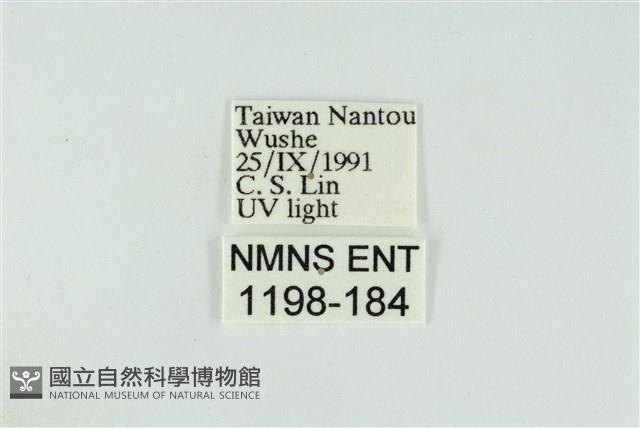 黑翅黃毒蛾藏品圖，第3張