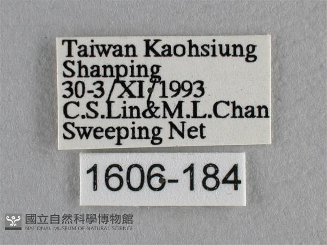 波灰蝶藏品圖，第3張