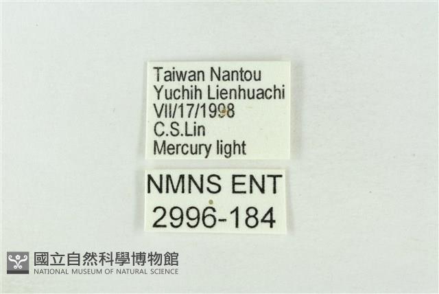 基黃綠刺蛾藏品圖，第3張