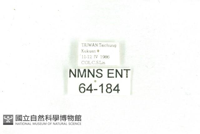 乳白斑燈蛾藏品圖，第3張