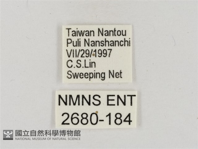 淡褐脈粉蝶藏品圖，第3張