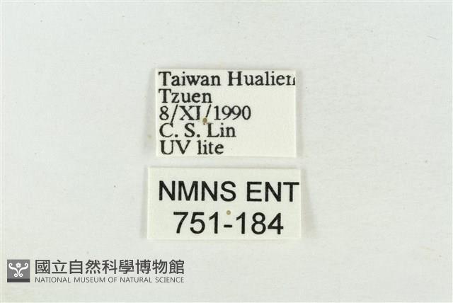 印華波紋蛾藏品圖，第3張