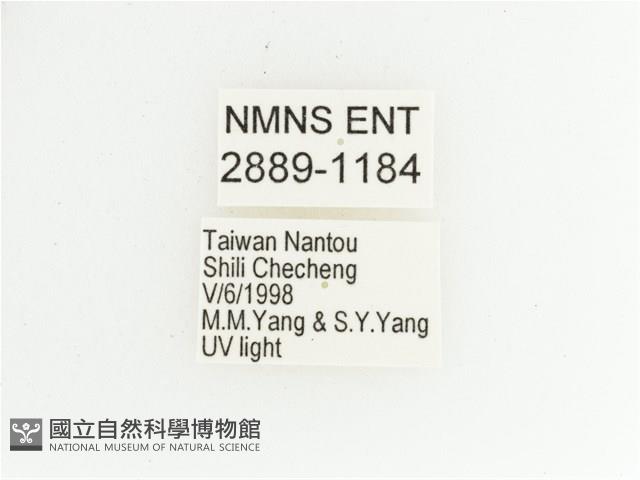 艷金龜藏品圖，第2張