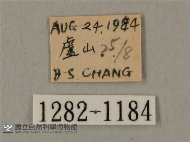 斜線天蛾藏品圖，第3張