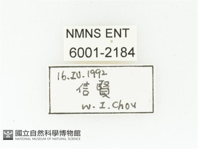 黑斑陷紋金龜藏品圖，第2張