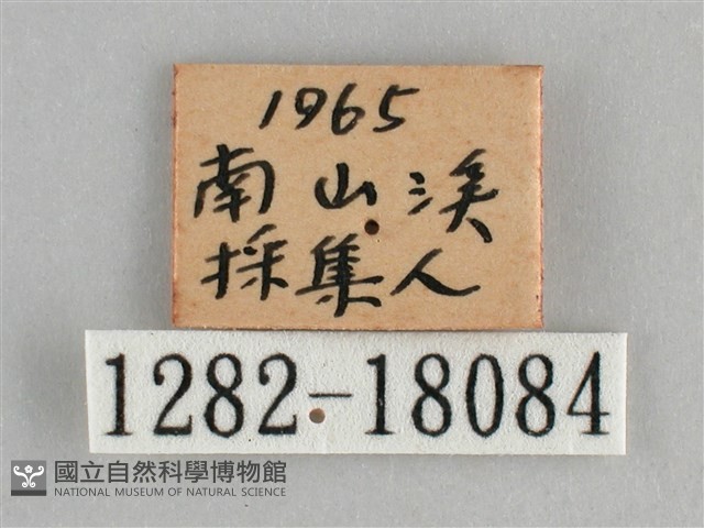 金鎧蛺蝶藏品圖，第3張