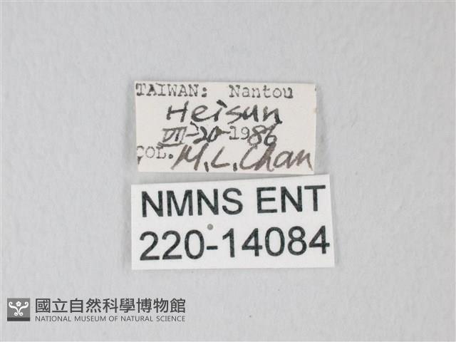 臺灣卵翅蛾藏品圖，第3張