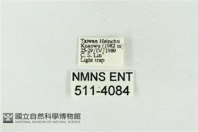 帶波紋蛾藏品圖，第3張