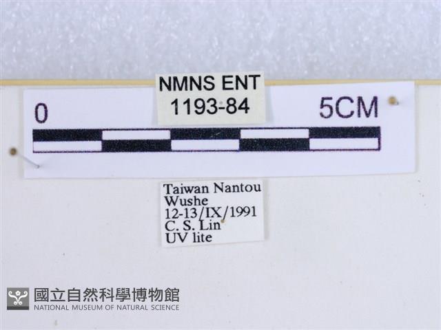 粉蝶燈蛾藏品圖，第3張