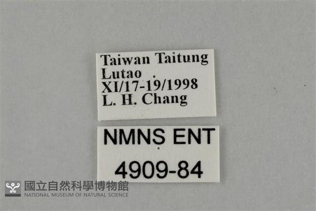 藍灰蝶沖繩亞種藏品圖，第3張