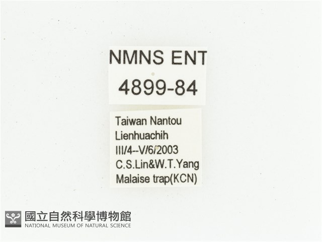 黃肩長腳花金龜藏品圖，第2張