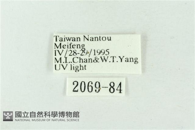 連珠波紋蛾藏品圖，第3張