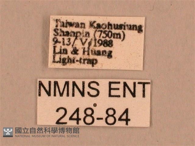 棕綠背線天蛾藏品圖，第3張