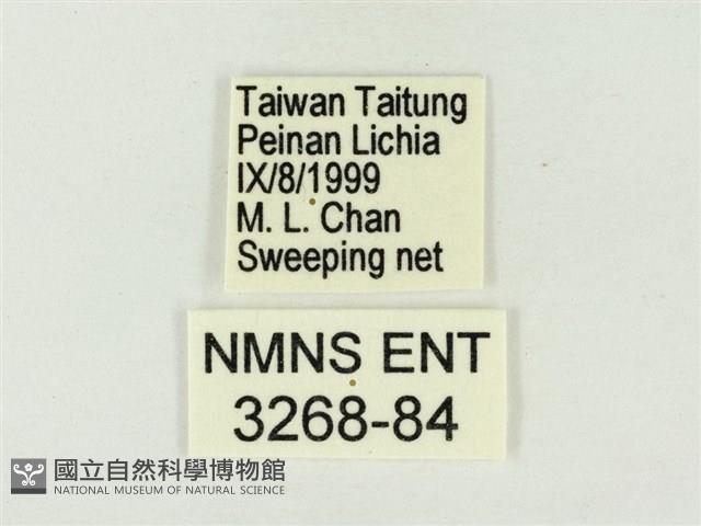 白雅波灰蝶藏品圖，第3張