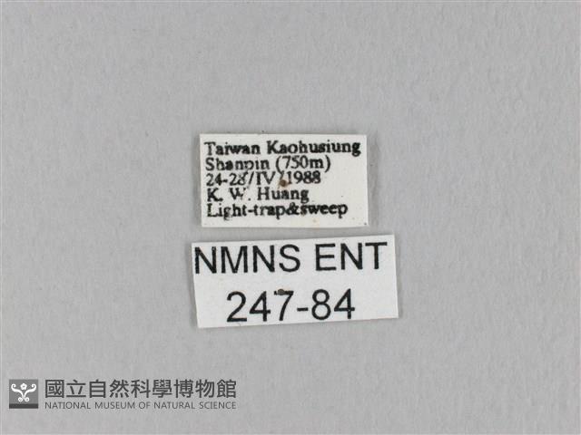 馬尾松枯葉蛾藏品圖，第3張