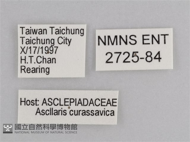樺斑蝶藏品圖，第3張